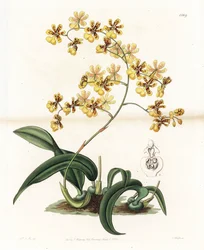 Orchidee: Varietät des epiphytischen Oncidium aus Brasilien - Tafel graviert von S. Watts, nach einer Illustration von Sarah Anne Drake (1803-1857), aus dem Botanical Register von Sydenham Edwards (1768-1819), England