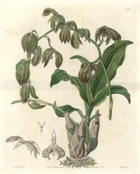 Orchidee Catasetum, aus Brasilien, aus dem Botanischen Register