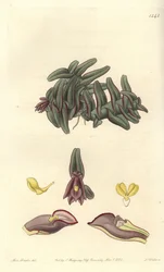 Orchidee Epidendrum aus Mittelamerika