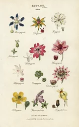 Blumenordnungen: Monogynia, Digynia, Trigynia, Pentagynia