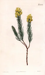Ovalspitzige Aspalathus