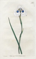 Pfaueniris - Lithografie von Sydenham Edwards (1768-1819), Tafel aus William Curtis