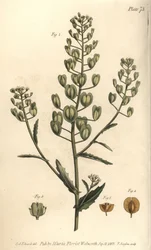 Heller Ackerschotenkresse, Thlaspi arvense