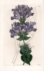 Penstemon Variete - Platte graviert von S. Watts nach einer Illustration von Sarah Anne Drake (1803-1857), aus dem Botanical Register von Sydenham Edwards (1768-1819), England