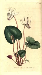 Persisches Alpenveilchen (Stich von James Sowerby, Illustration von Sydenham Edwards)