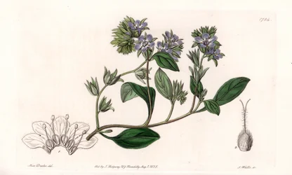 Phacelia, endemisch in Kalifornien - Graviert von S. Watts, nach einer Illustration von Sarah Anne Drake (1803-1857), aus dem Botanischen Register von Sydenham Edwards (1768-1819), England