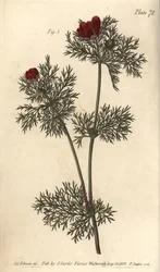 Adonisröschen, Adonis annua, Polygynia, Hermaphroditenblume mit vielen Stempeln (Kupferstich)