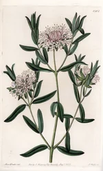 Pimelea sylvestris