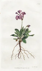 Primevere marginee - Lithographie von Sydenham Edwards (1768-1819), Tafel aus William Curtis