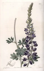 Purpur-Lupine Variete - Graviert von S. Watts, nach einer Illustration von Sarah Anne Drake (1803-1857), aus dem Botanical Register von Sydenham Edwards (1768-1819), England