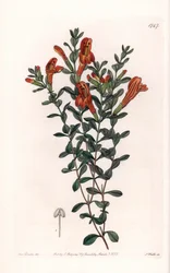 Rotes Clinopodium, aus dem Botanischen Register von Sydenham Edwards
