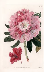 Rhododendron Hybrid Variete - Graviert von S. Watts, nach einer Illustration von Sarah Anne Drake (1803-1857), aus dem Botanical Register von Sydenham Edwards (1768-1819), England