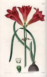 Rodophiale bifida