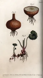 Wurzeln und Zwiebeln von Zwiebel und Steinbrech (Kupferstich)