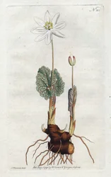 Sanguinaire du Canada (Lithographie von Sydenham Edwards)