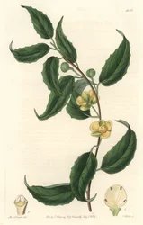 Schisandra mit gelben Blüten, heimisch in Nepal