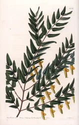 Scotia mit glatten Zweigen