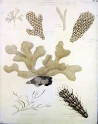 Muscheln und Meeresflora