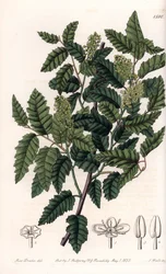 Schinus latifolia
