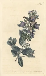 Strauchiger Gamander, Teucrium fruticans