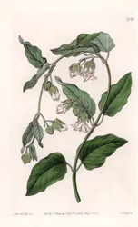 Seidenhalter Araujia - Platte graviert von S. Watts, nach einer Illustration von Sarah Anne Drake (1803-1857), aus dem Botanical Register von Sydenham Edwards (1768-1819), England