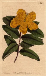 Johanniskraut mit breiten gelben Blüten