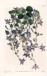 Stern-Glockenblume