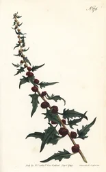 Erdbeerspinat im Baguette - Ähriger Erdbeerspinat, Chenopodium foliosum (Erdbeer-Gänsefuß, Blitum virgatum). Gestochen von Sansom nach einer Illustration von Sydenham Edwards aus William Curtis