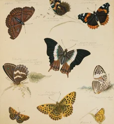 Studien von Schmetterlingen und Insekten