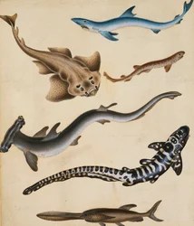 Studien von Fischen einschließlich Hai, Hecht, Karpfen und Brasse