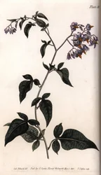 Bittersüßer Nachtschatten (Kupferstich)