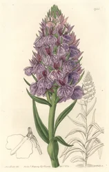 Terrestrische Orchidee, endemisch auf der Insel Madeira