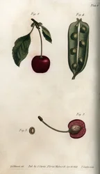 Fruchtkapsel der Erbse und Abschnitt der Frucht der Kirsche