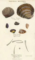 Dornige Herzmuschel, Cardium echinatum, gekerbte Donax, Donax crenulata, und achtkantige Zahnschale, Dentalium octangulatum