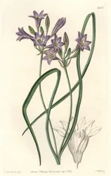 Triteleia ou brodiacea lache
