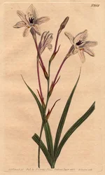 Tritonie mit langem Stiel und rosa-weiß geäderten Blüten