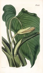 Aromatische Calla, Homalomena aromatica (Calla aromatica)