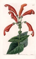 Varietät der Gesneria, eine Blume in Röhren