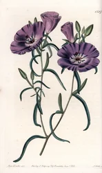 Varietät von Clarkia, heimisch in Südamerika (Tafel)