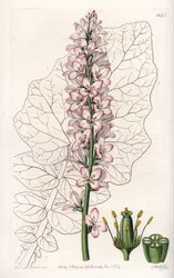 Francoa mit Milchblättern