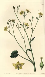Varietät der Villarsia, endemisch in Australien - Ornduffia reniformis