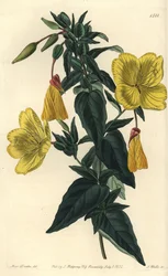Abendprimel, Oenothera fruticosa subsp. glauca