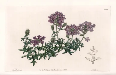 Verbena multifide - Graviert von S. Watts, nach einer Illustration von Sarah Anne Drake (1803-1857), aus dem Botanical Register von Sydenham Edwards (1768-1819), England