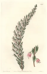 Vesikuläres Epiary, ursprünglich aus Europa, aus dem Botanischen Register