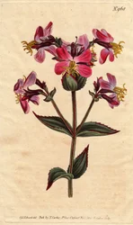 Virginische Rhexia mit bunten rosa und malvenfarbenen Blüten