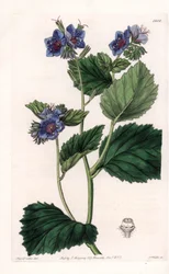 Viscous Phacelia - Platte graviert von S. Watts, nach einer Illustration von Sarah Anne Drake (1803-1857), aus dem Botanical Register von Sydenham Edwards (1768-1819), England