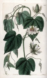Weiße Passionsblume