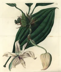 Weiße Orchideenvarietät