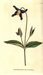 Ganzblättrige Clematis, Clematis integrifolia