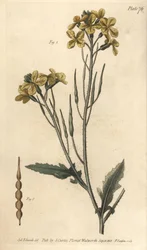 Wilder Rettich, Raphanus raphanistrum, Siliquosa